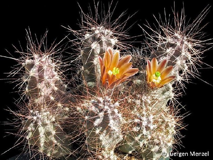 Echinocereus mapimiensis ®Juergen Menzel